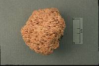 Ramaria roseola image