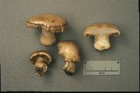 Cortinarius infractus image