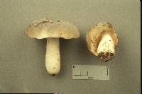 Russula modesta image