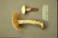 Suillus placidus image