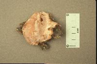 Fomitopsis cajanderi image