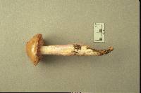 Cortinarius stillatitius image