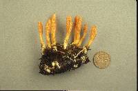 Cordyceps militaris image