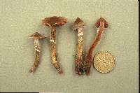 Cortinarius flexipes image