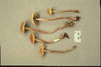 Hypholoma udum image