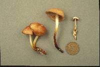 Marasmius cohaerens image