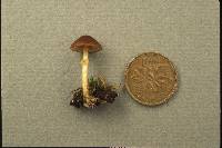 Conocybe intermedia image