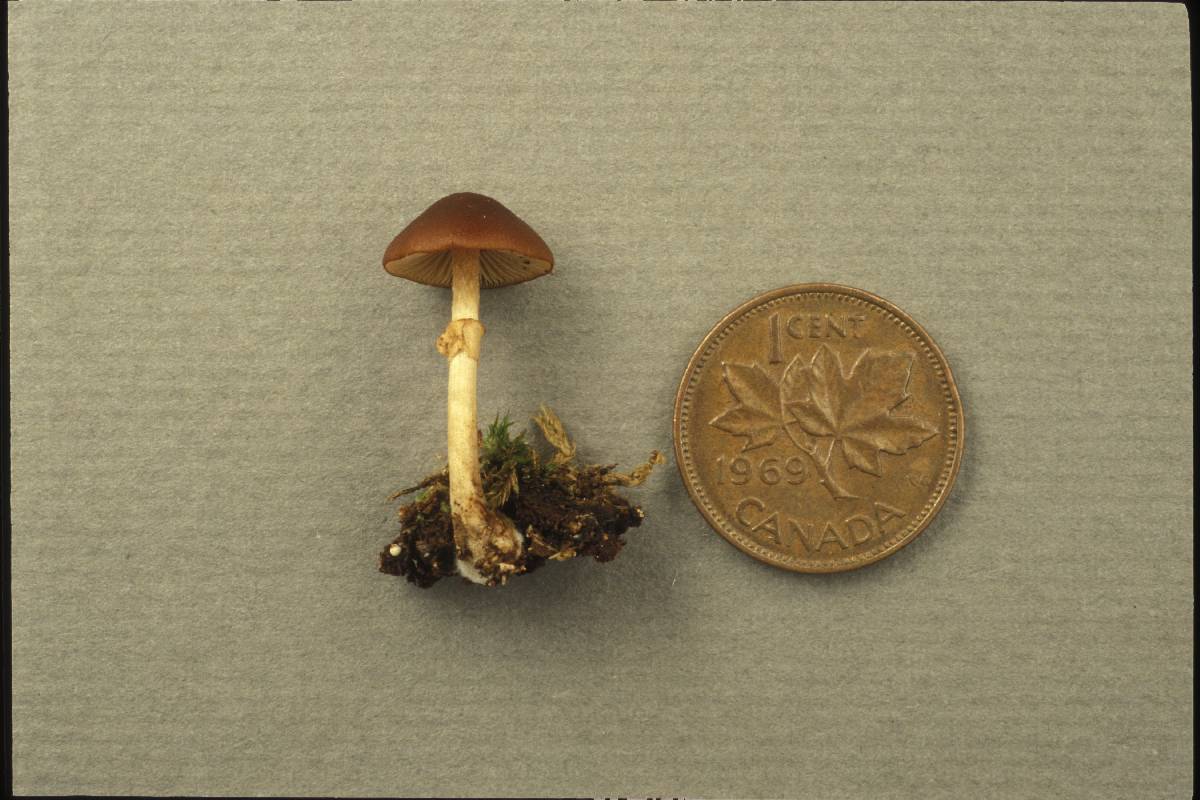 Conocybe intermedia image