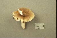 Russula amoenolens image