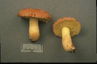 Boletus hortonii image