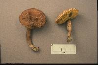 Boletellus chrysenteroides image