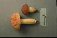 Boletus hortonii image