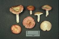 Russula silvicola image