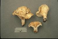 Lactarius zonarius image