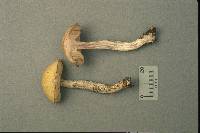 Leccinum luteum image