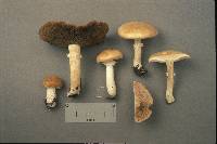 Stropharia hardii image