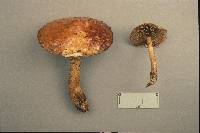 Hemistropharia albocrenulata image