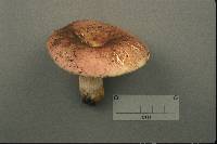 Russula faginea image