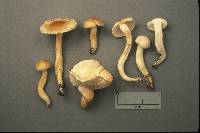 Hygrophorus discoxanthus image