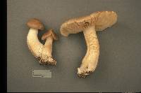 Entoloma whiteae image