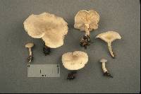 Clitocybe odora image