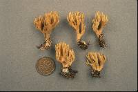 Ramaria flaccida image