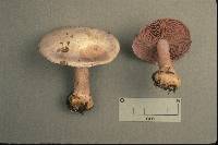 Cortinarius lilacinus image