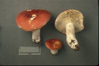 Russula fucosa image