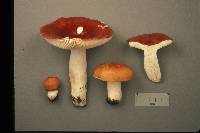 Russula paludosa image