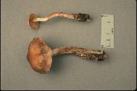 Cortinarius bulbosus image