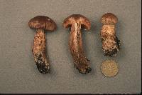 Cortinarius brunneus image