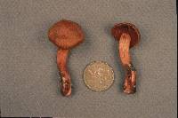 Cortinarius sanguineus image