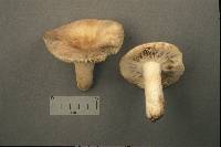 Russula aeruginea image