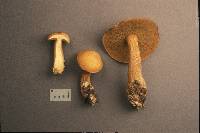 Suillus punctipes image