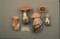 Cortinarius laniger image