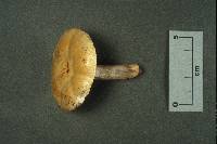 Russula citrinolutea image