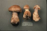 Image of Cortinarius pearsonii