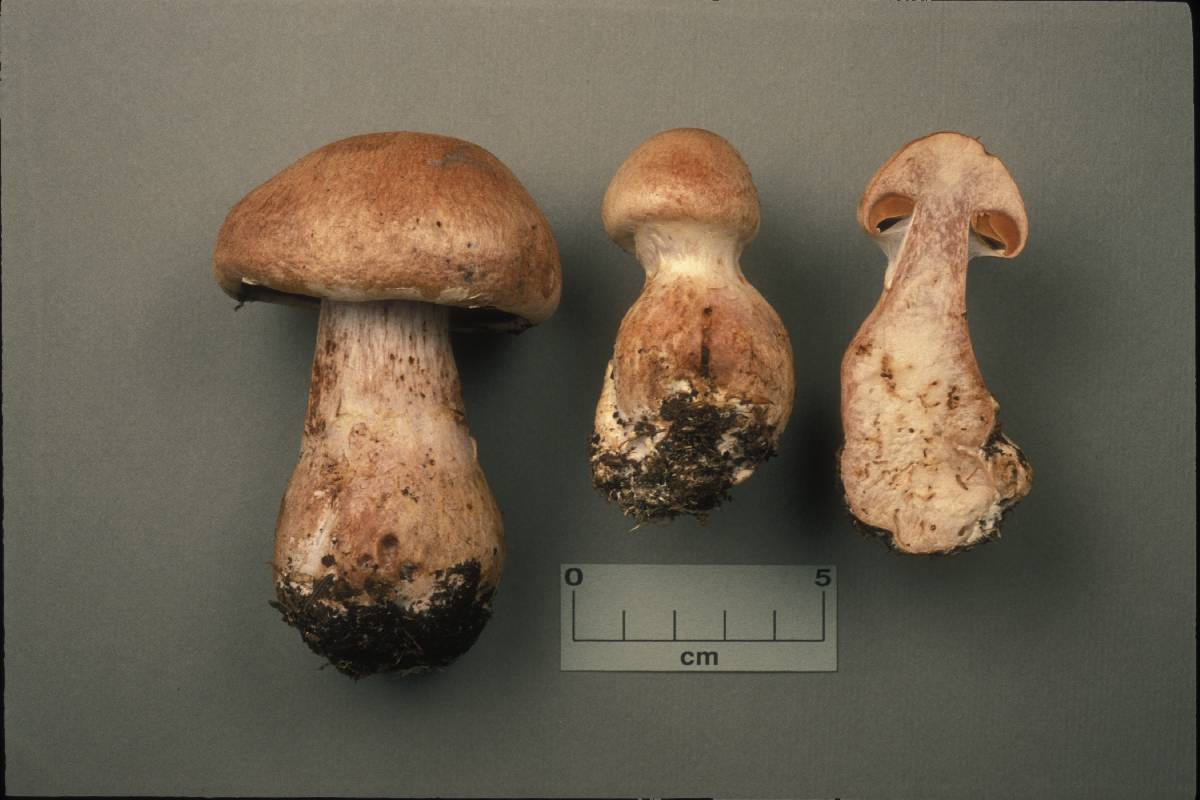 Cortinarius pearsonii image