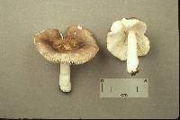 Russula brunneoviolacea image