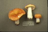 Russula rugulosa image