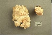 Hericium americanum image