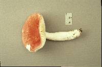 Russula pseudolepida image