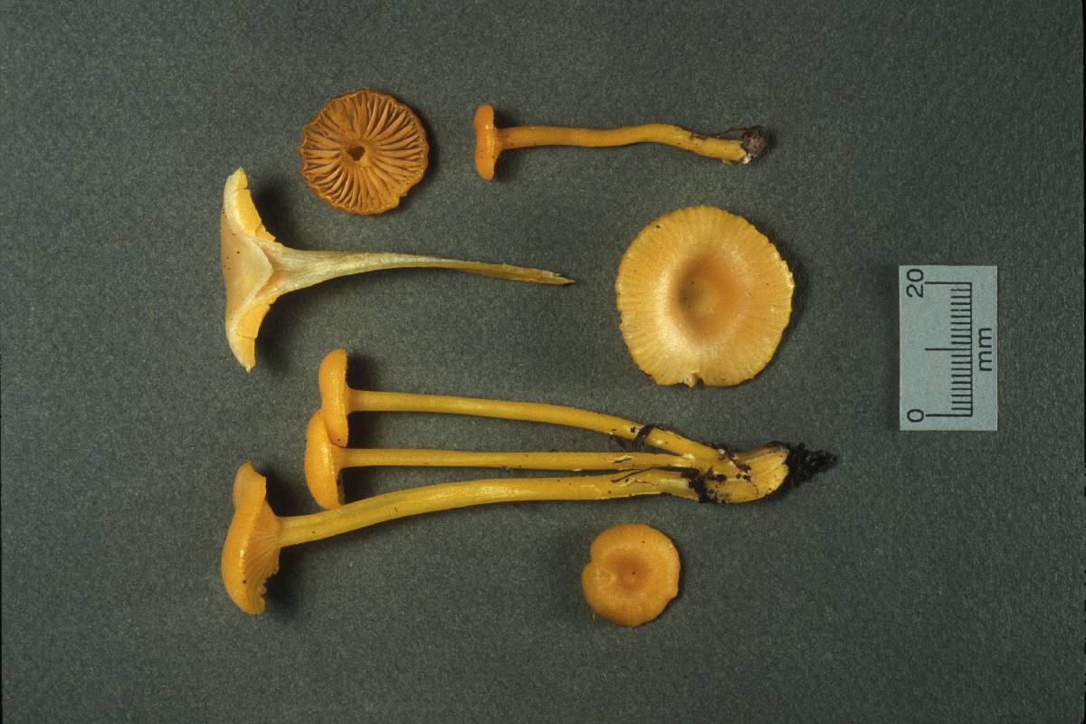 Hygrocybe vitellina image