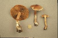 Cortinarius bulbosus image