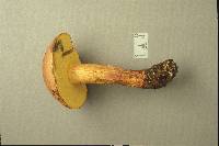 Boletus sensibilior image