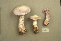 Cortinarius alboviolaceus image