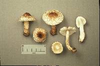 Lepiota fuscosquamea image