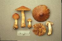 Cortinarius corrugatus image