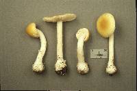 Amanita praecox image