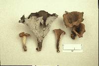 Craterellus fallax image